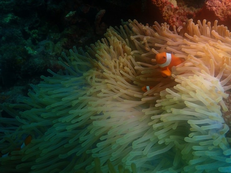 펀다이빙 - 필리핀 아닐라오 킹콩다이브리조트 - 성당바위