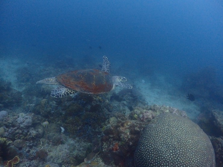 펀다이빙 - 필리핀 아닐라오 킹콩다이브리조트 - 성당바위