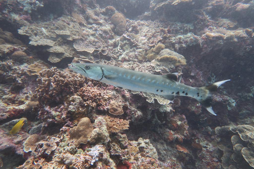 교육  - 세부막탄 - 힐룽둥안