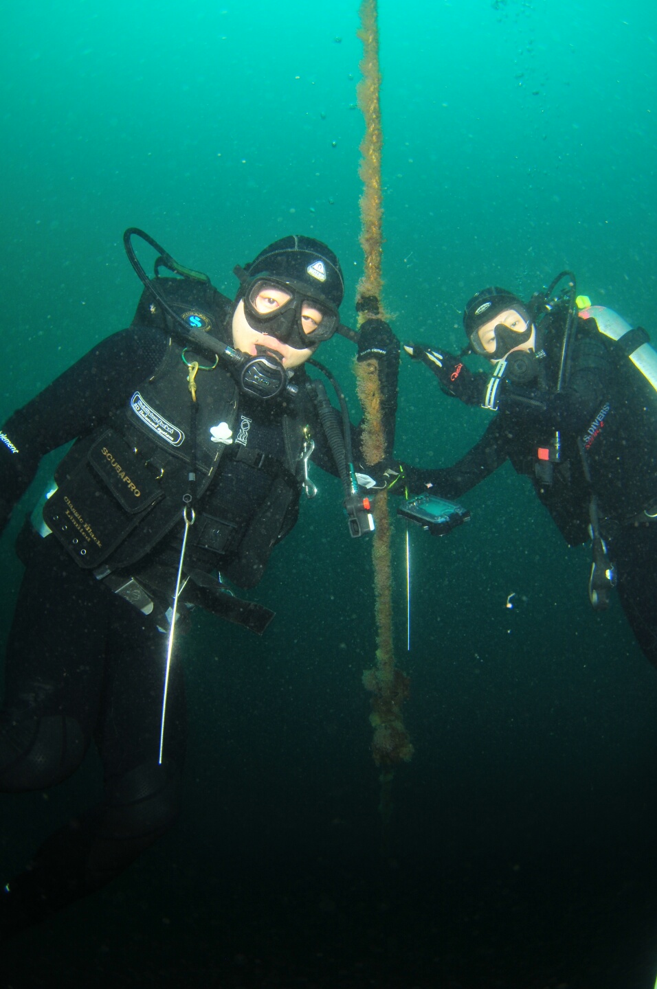 고성 백상어 - 야누스