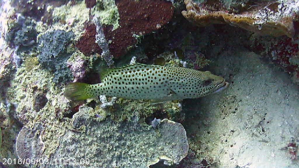 모알보알MB오션블루 - 마리ST