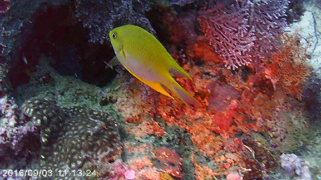 모알보알MB오션블루 - 마리ST