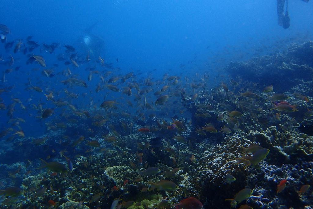 pescador island