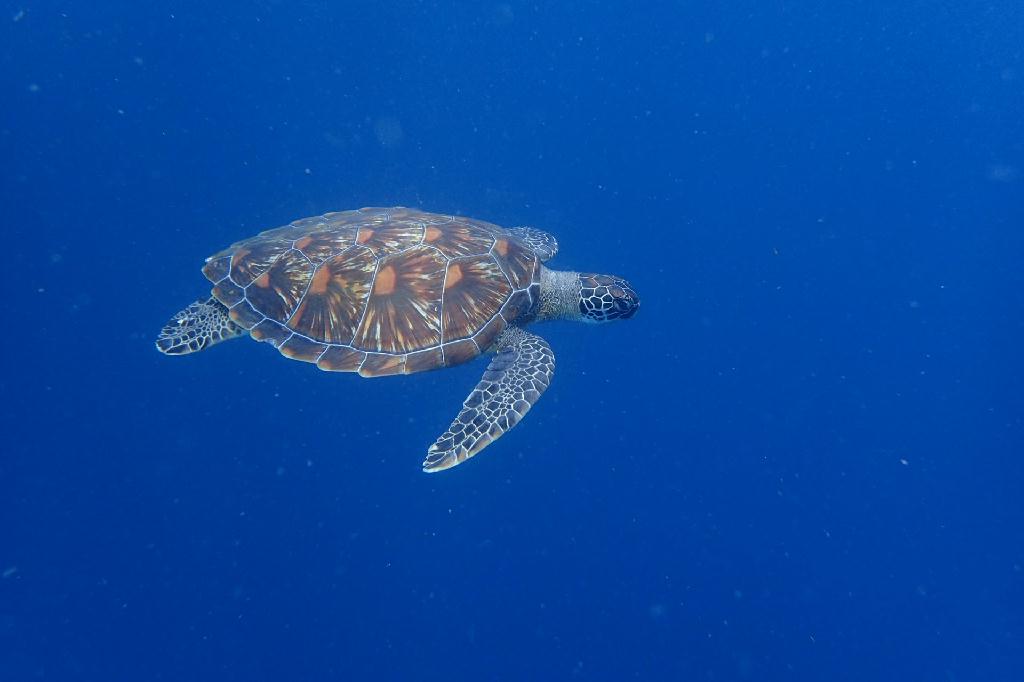 pescador island