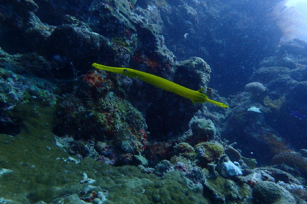 moalboal
