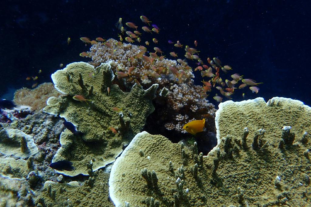 pescador island