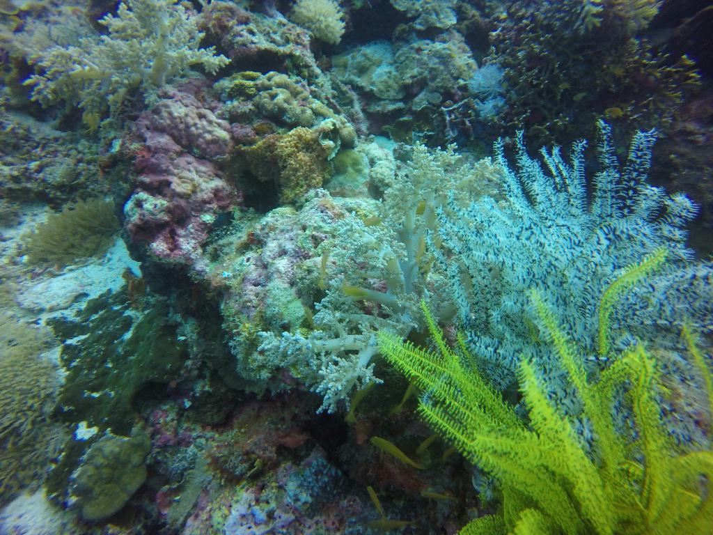 Bohol Island - eden