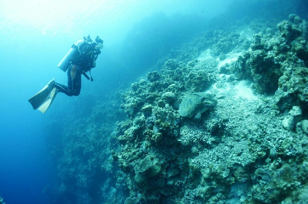 펀다이빙 - moalboal - Talisay