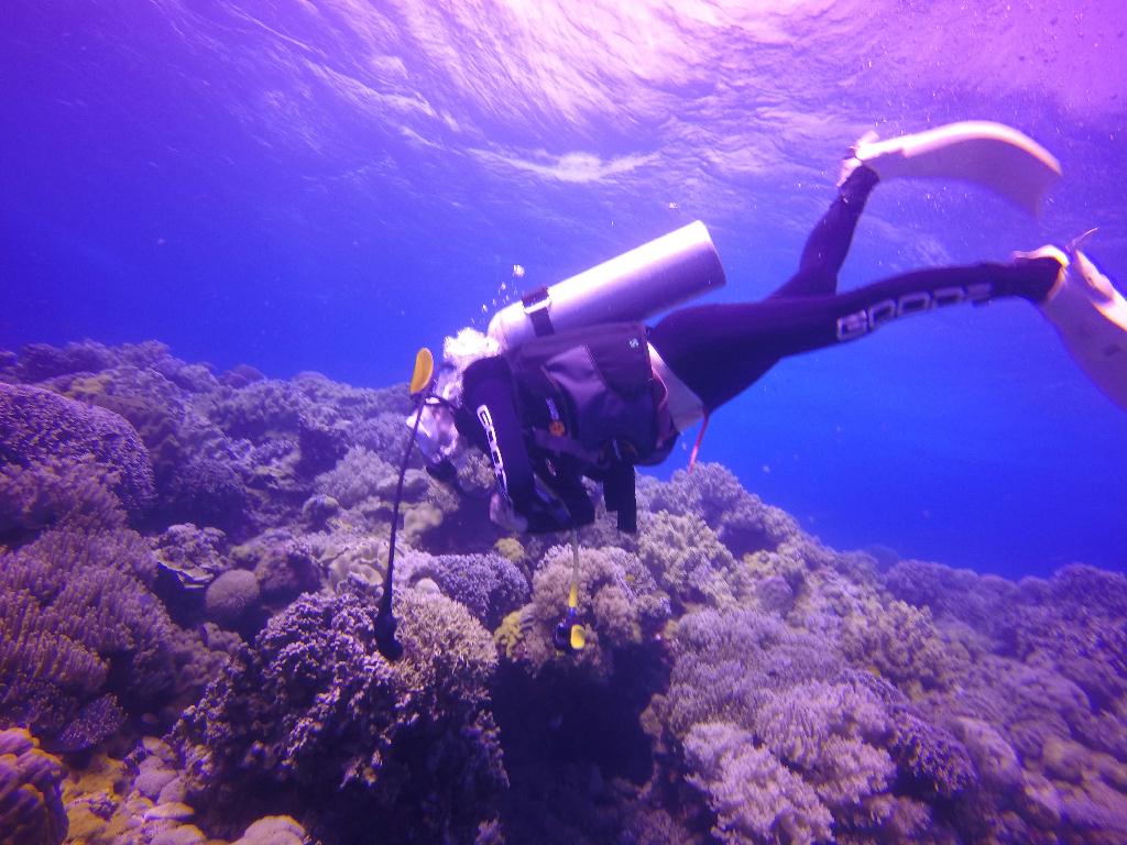 Apo Island