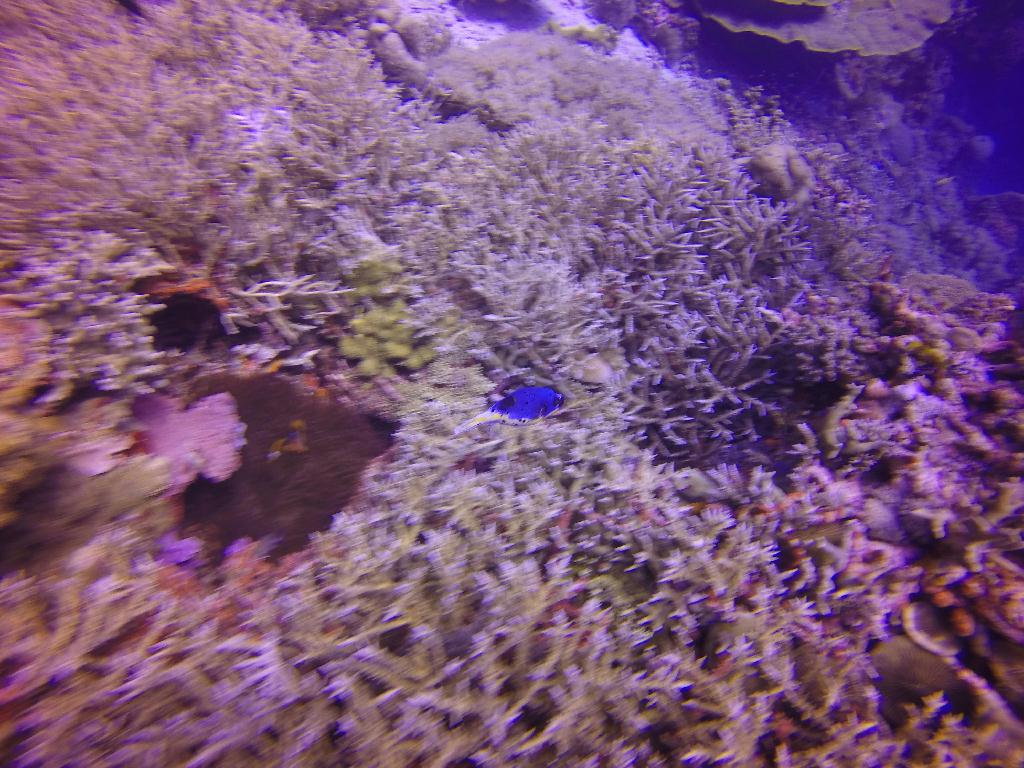 Apo Island