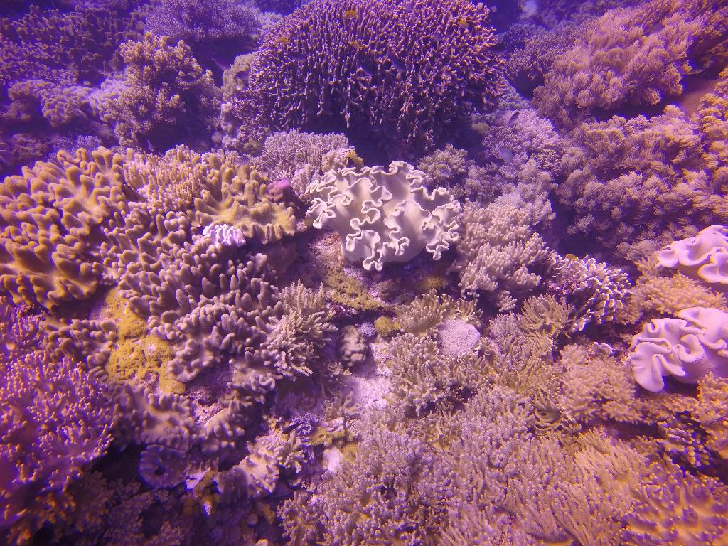 Apo Island