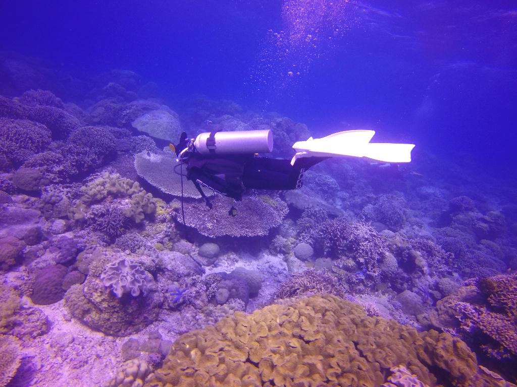Apo Island