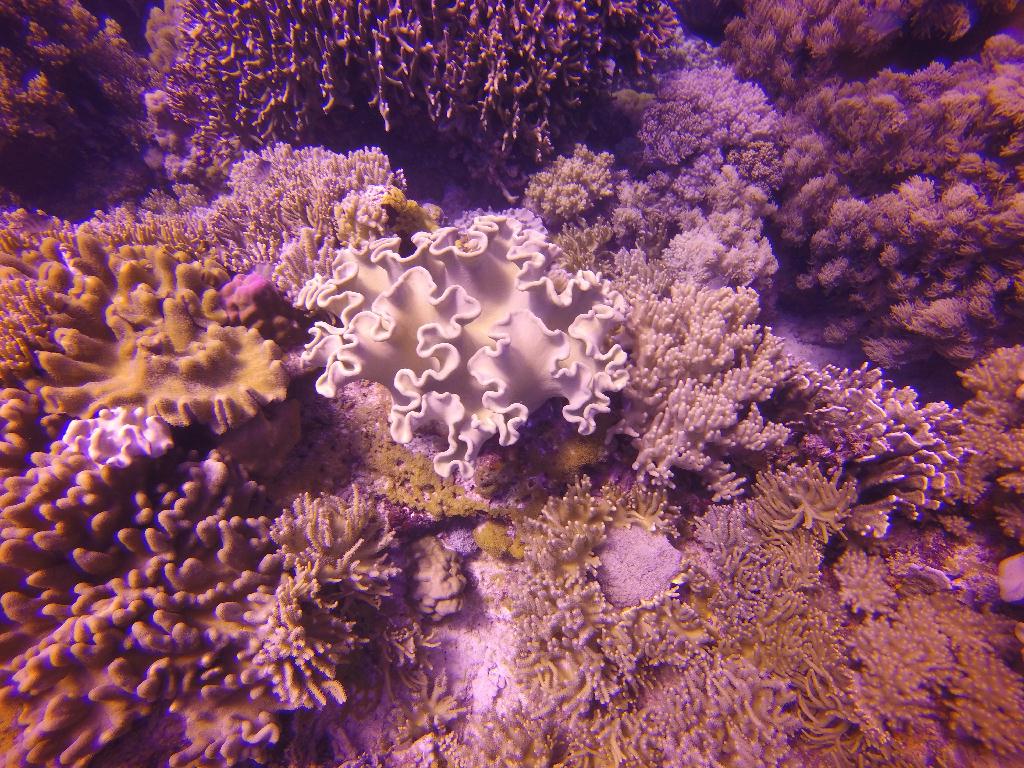 Apo Island