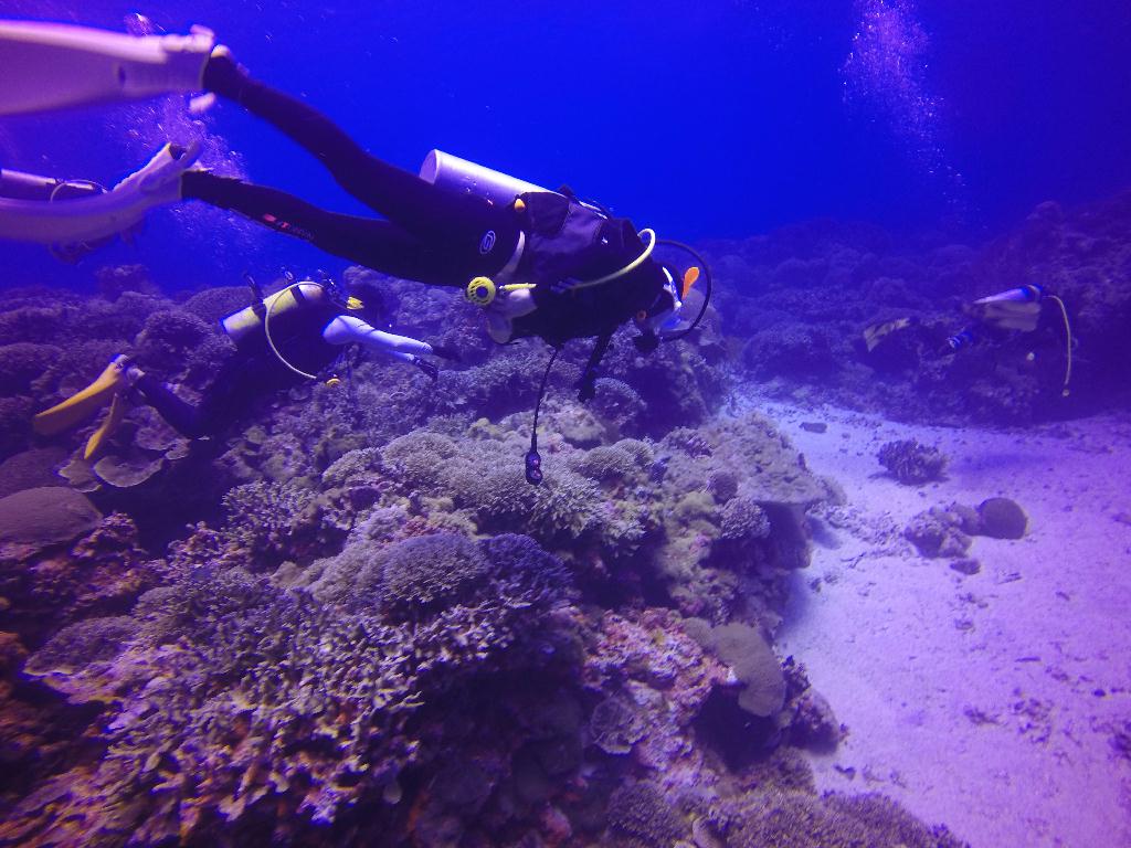 Apo Island