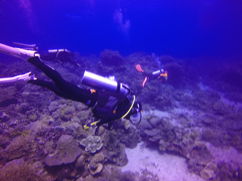 Apo Island