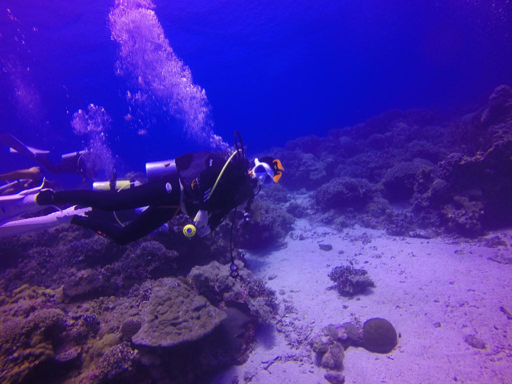 Apo Island