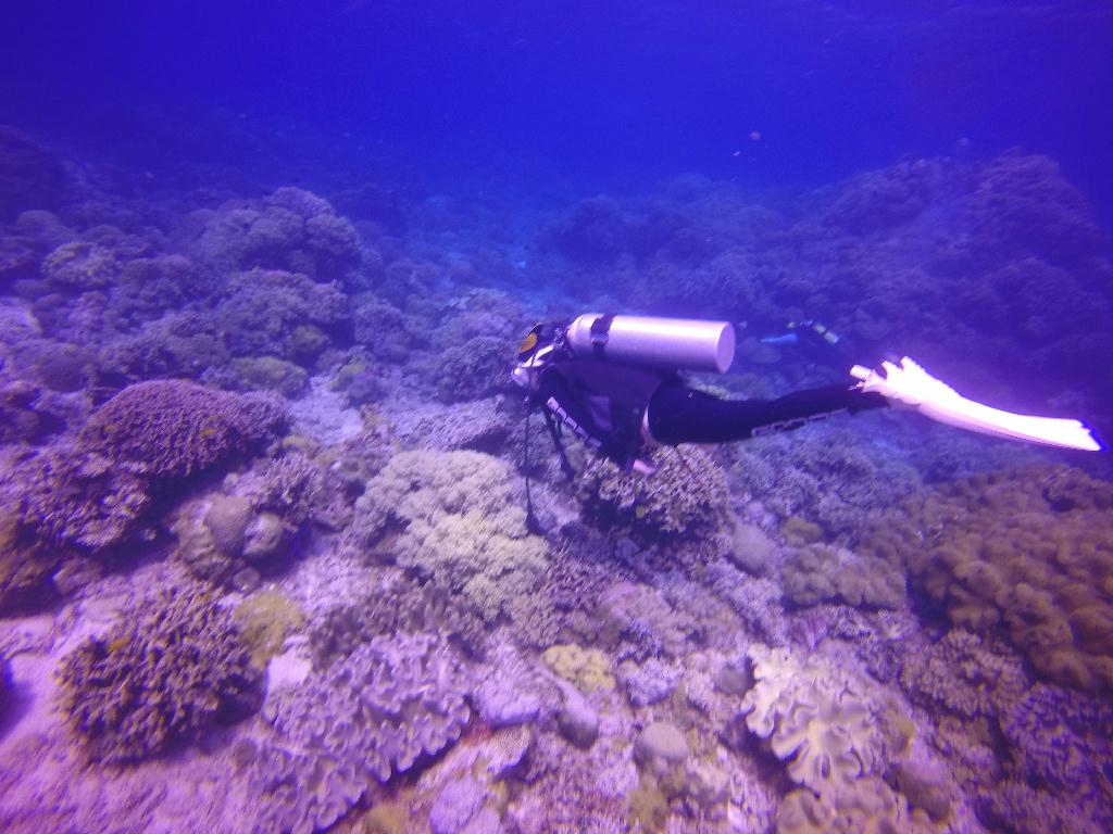 Apo Island