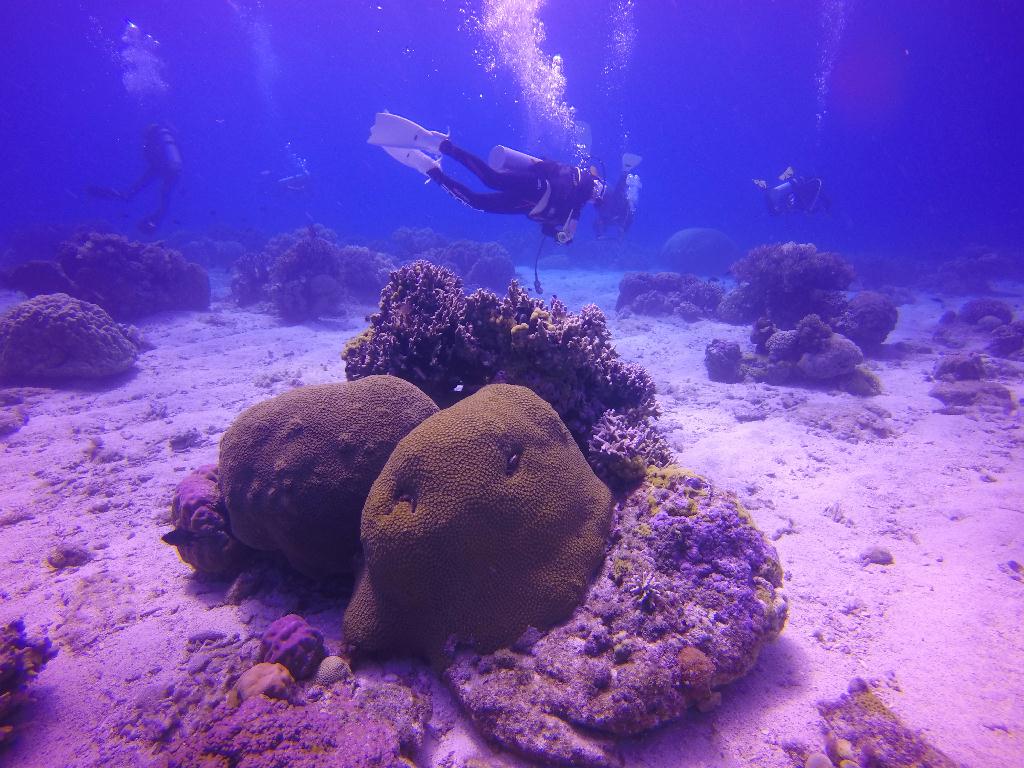 Apo Island