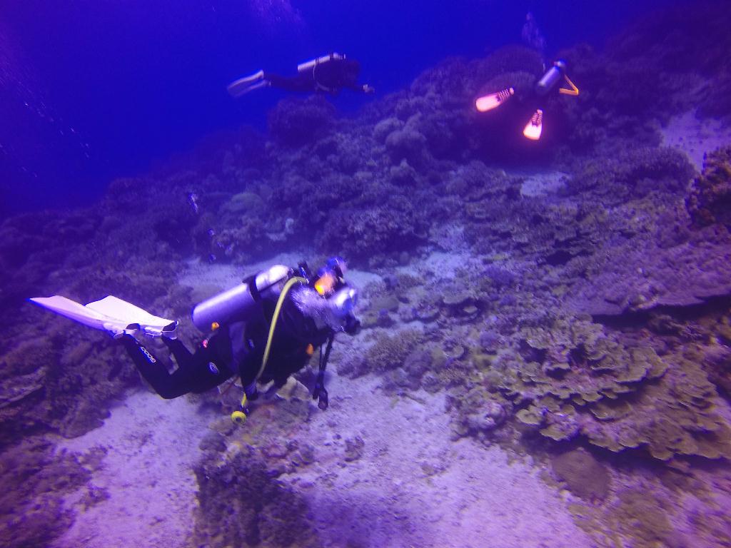Apo Island