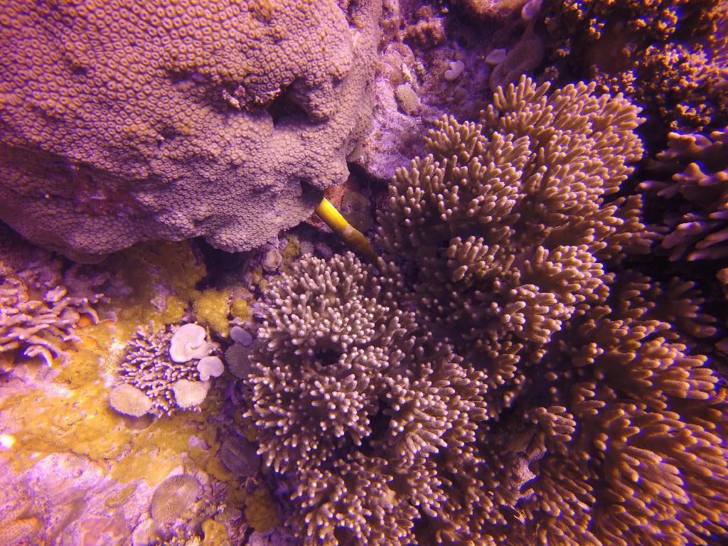Apo Island