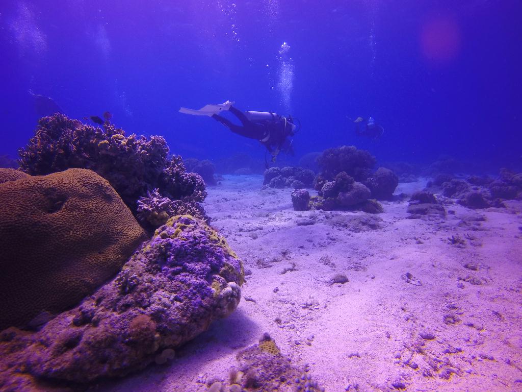 Apo Island
