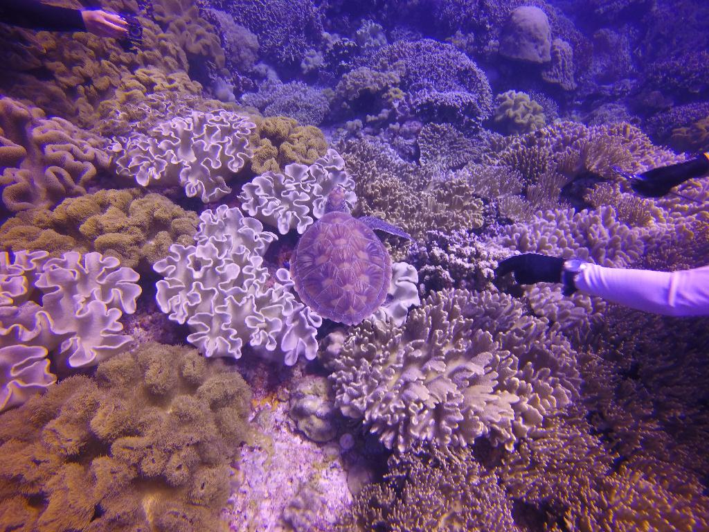 Apo Island