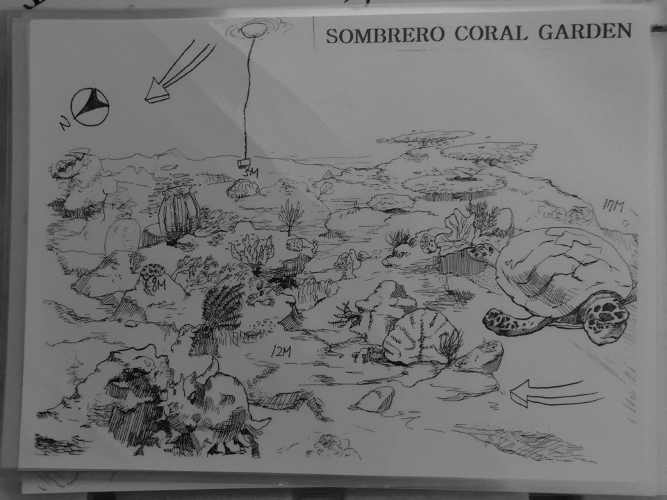 조류가 강했던 둘째날 두번째 포인트 - 필리핀 아닐라오 SM리조트 - SOMBRERO CORAL GARDEN