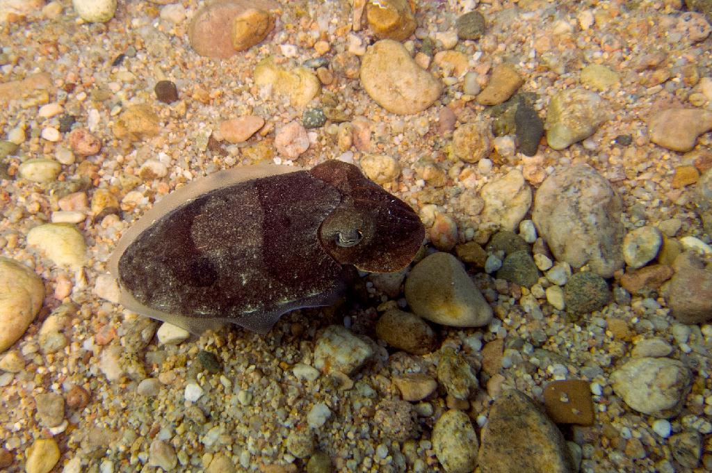 Salida guiada para conocer Tossa - Tossa de Mar - Mar Menuda, Ruta clásica izquierda