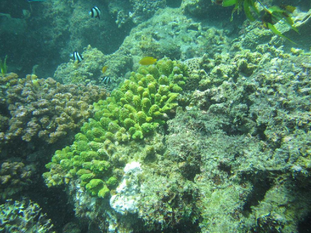 体验潜 - Bali - Nusa