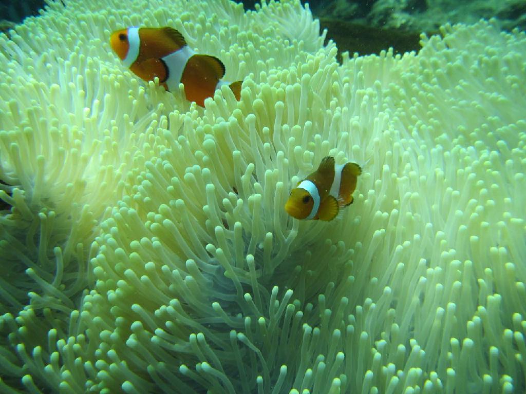 体验潜 - Bali - Nusa