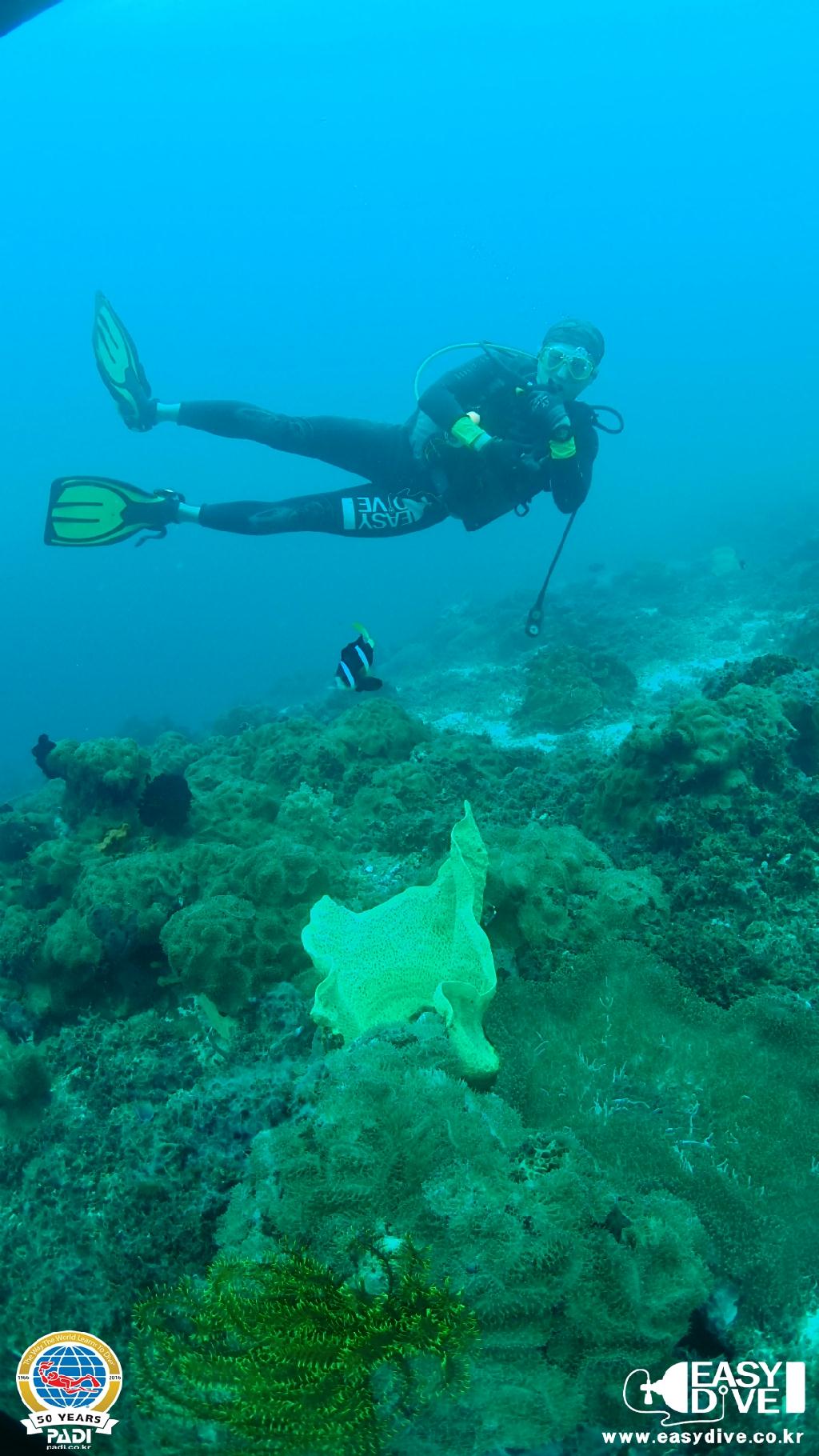 어드밴스드 과정 마지막 다이빙 - 세부 막탄 - 모밴픽 리조트 앞바다
