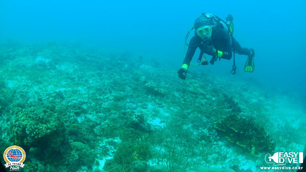 어드밴스드 과정 마지막 다이빙 - 세부 막탄 - 모밴픽 리조트 앞바다