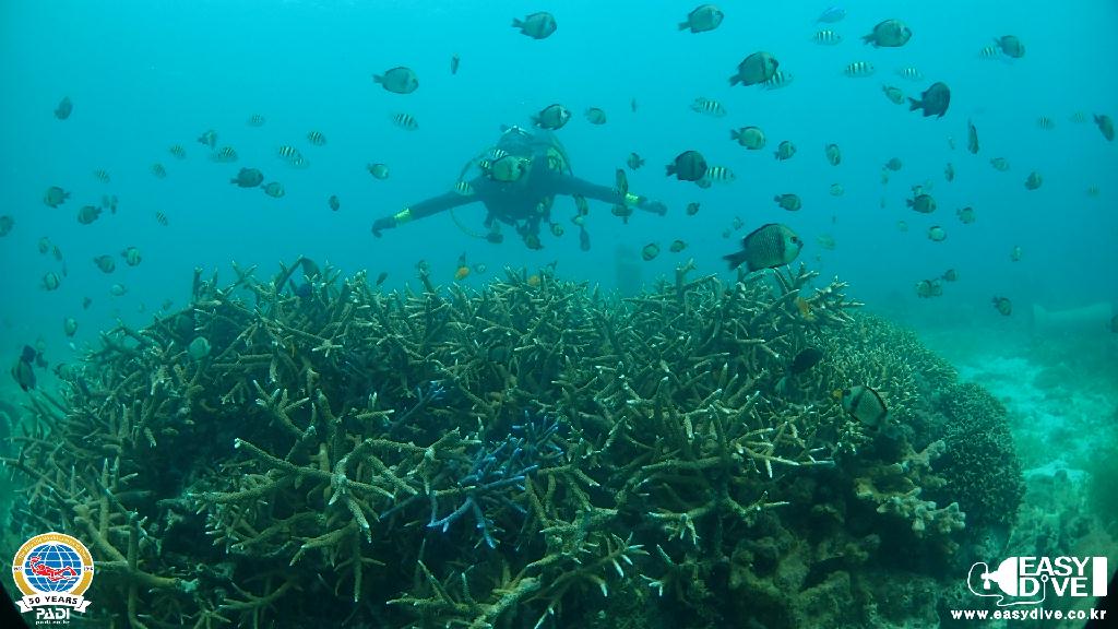 어드밴스드 과정 마지막 다이빙 - 세부 막탄 - 모밴픽 리조트 앞바다