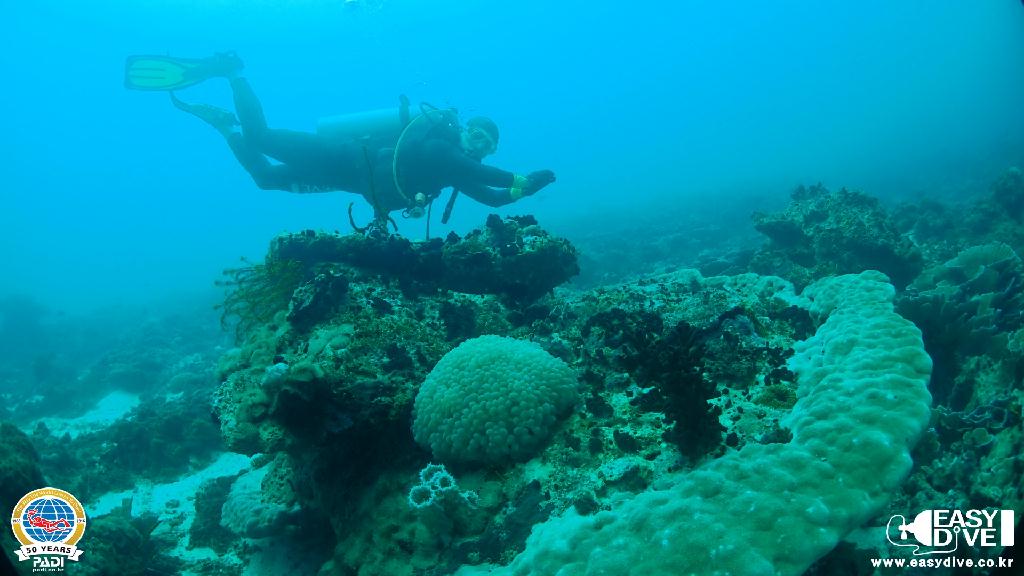 어드밴스드 과정 마지막 다이빙 - 세부 막탄 - 모밴픽 리조트 앞바다