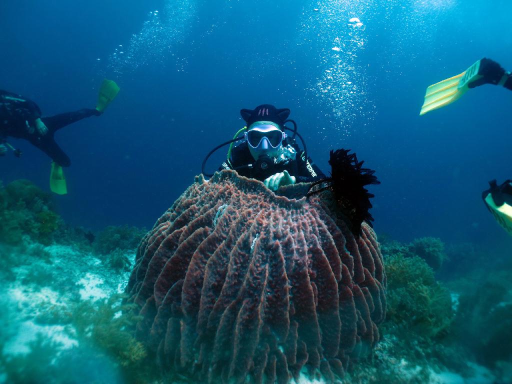 조류다이빙 - 세부 막탄 - 플랜테이션 베이