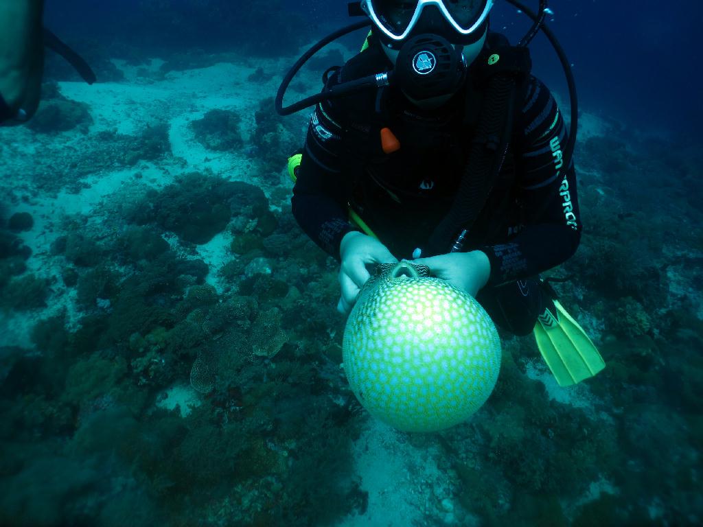 조류다이빙 - 세부 막탄 - 플랜테이션 베이