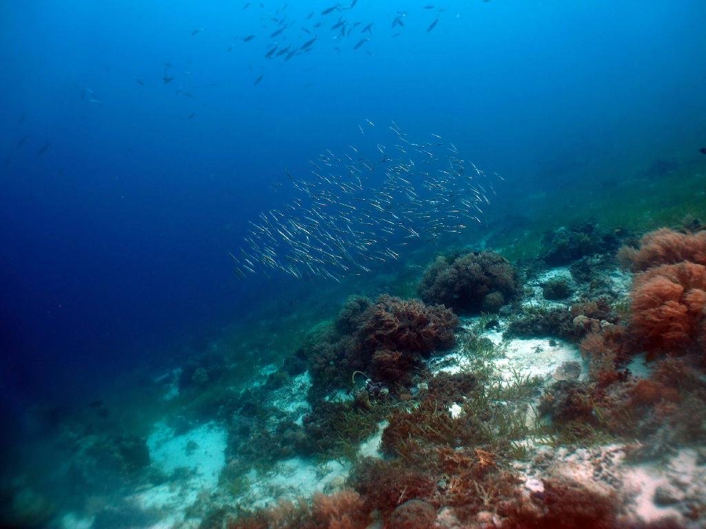 조류다이빙 - 세부 막탄 - 플랜테이션 베이