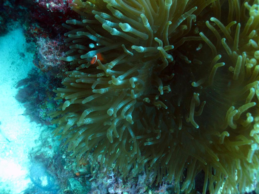 세부 막탄 - 필굿다이브 앞