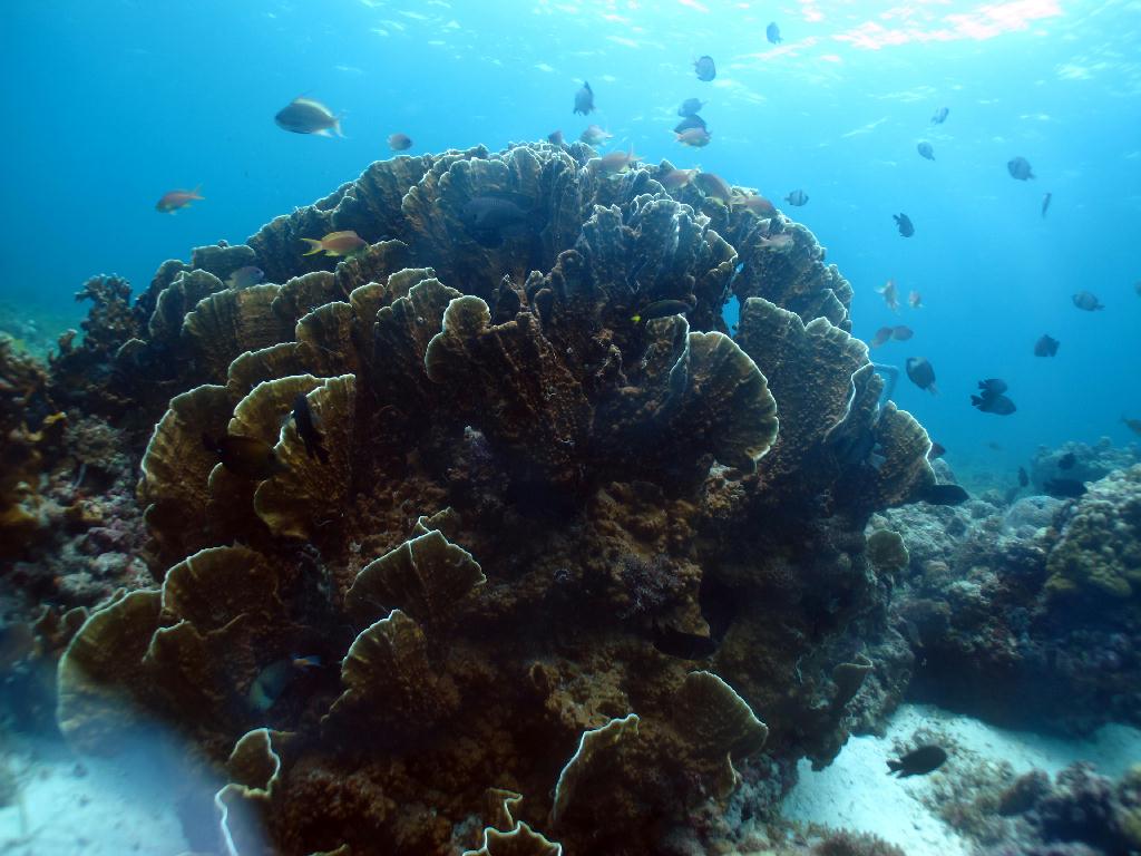 세부 막탄 - 필굿다이브 앞