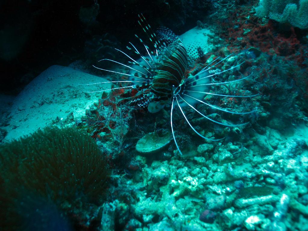 세부 막탄 - 필굿다이브 앞