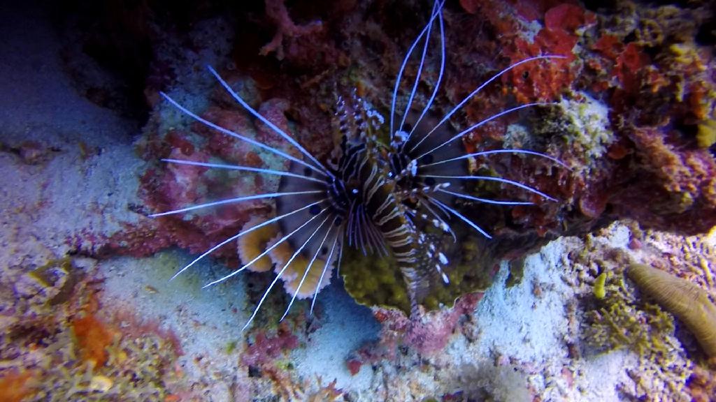 세부막탄씨홀스 - 꼰띠끼