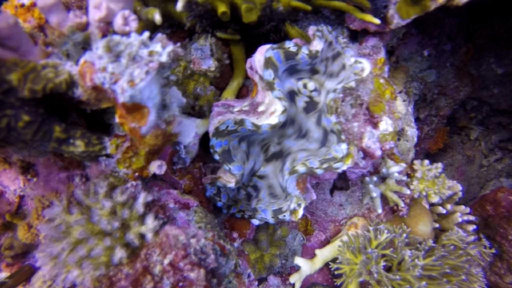 세부막탄씨홀스