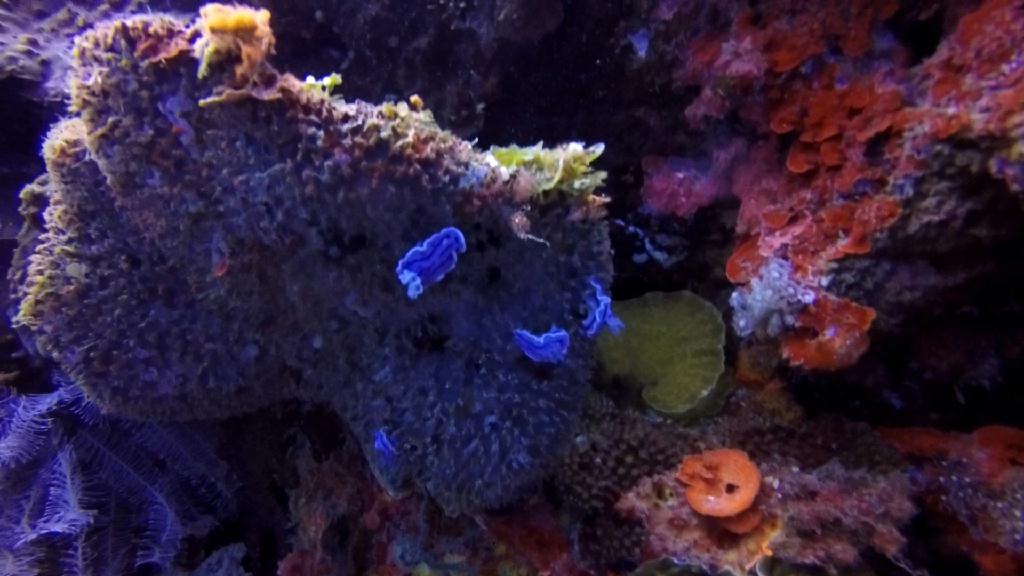 세부막탄씨홀스