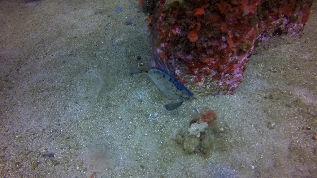 고성 LF문암 - 낙산대기