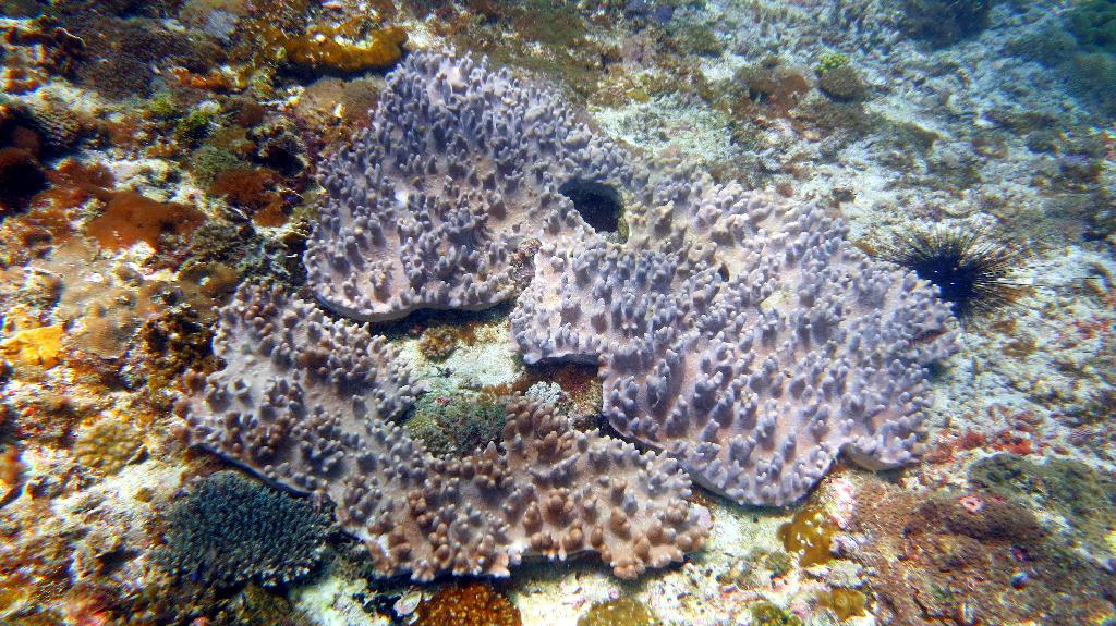 Malapasuca - Gato Island