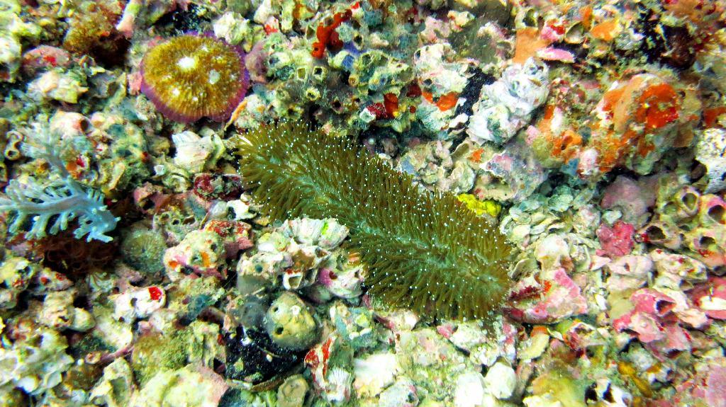 Malapasuca - Gato Island