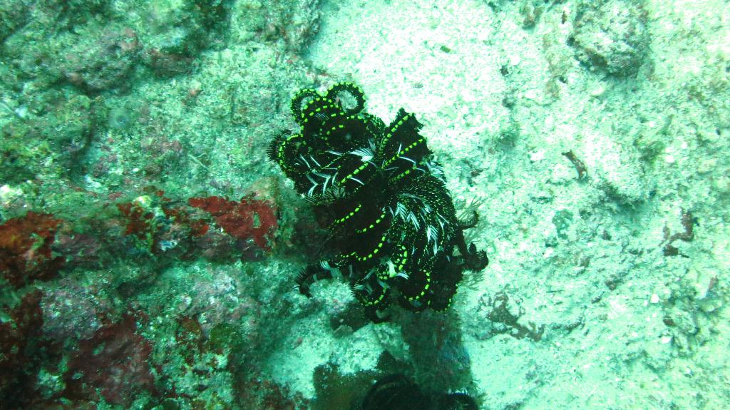 Malapasuca - North Point