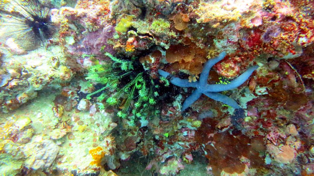 Malapasuca - Gato Island