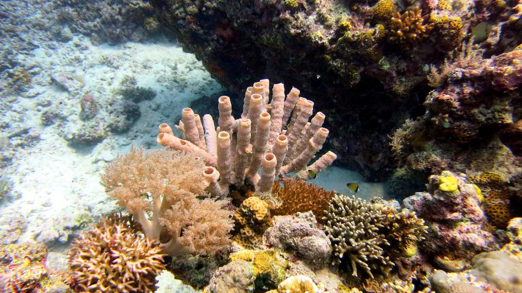 Malapasuca - Calanggaman Island