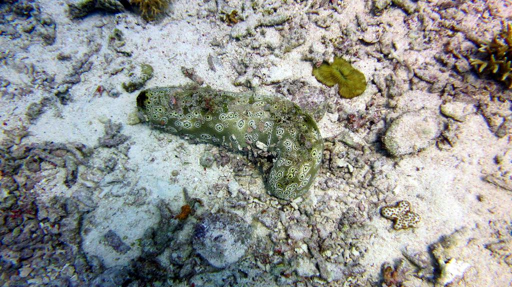 Malapasuca - Calanggaman Island